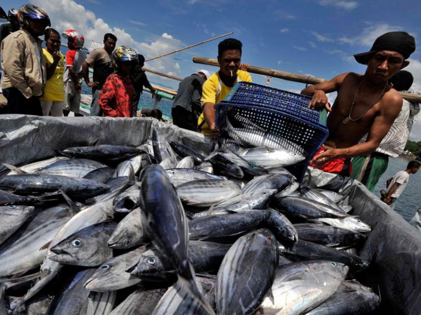 32Ikan Tangkap.jpg